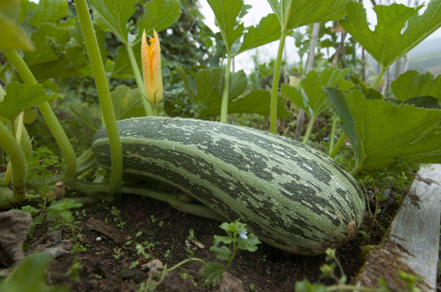 Veg grower says weather is causing a 'drastic decline' in orders as people don't want to cook
