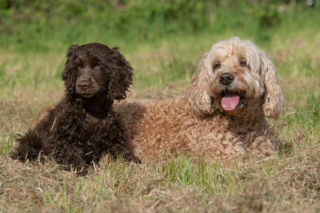 I knew I had become a proper Dubliner when my new neighbour reported my dogs